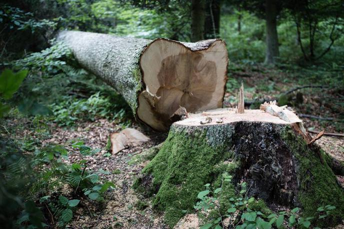 Brinarjeva jelka, Rakitna | Foto Biotehniška fakulteta