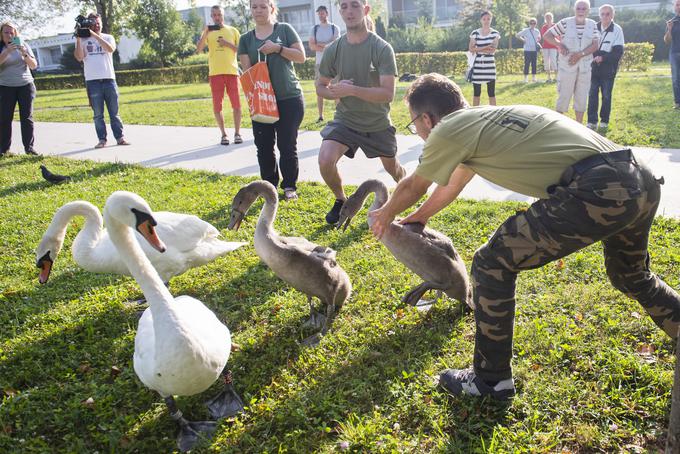 labodi Koseze Koseški bajer obročkanje | Foto: STA ,