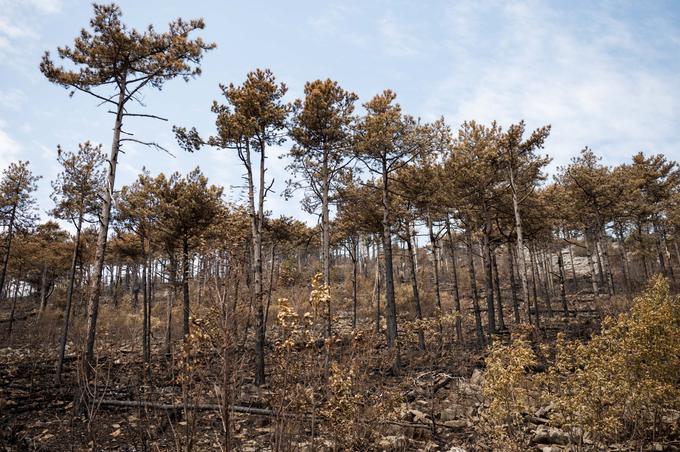 požar na Trstelju, Kras | Foto: STA