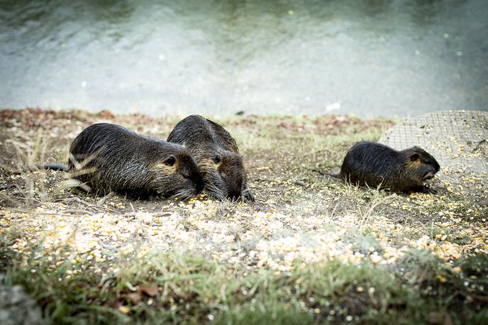 nutrija | Foto Ana Kovač