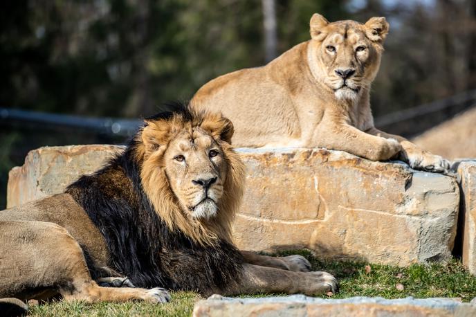 Levi v ZOO Ljubljana | Azijska leva sta se v času našega obiska sramežljivo umikala radovednim pogledom in fotografskim objektivom. | Foto ZOO Ljubljana