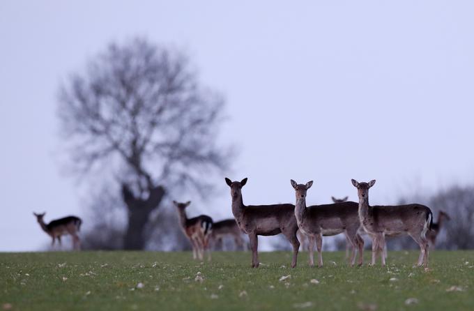 divji jelen | Foto: Reuters