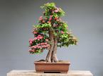 Bonsai