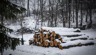 V Krajinskem parku Tivoli, Rožnik in Šišenski hrib bodo nadaljevali sečnjo