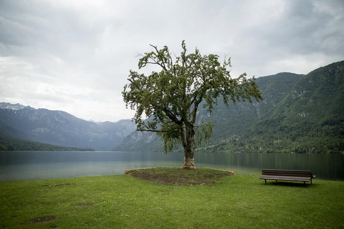 Znamenito bukev so pred leti že reševali, ko je jezero spodjedlo njene korenine in je bilo drevo močno nagnjeno. Takrat so bukev izvlekli, breg utrdili z opornim zidom, ob tem pa utrdili in zaščitili tudi korenine. Drevo si je opomoglo in upajo, da bo tako tudi tokrat. | Foto: Ana Kovač