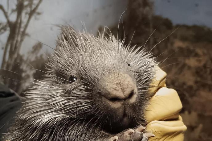 indijski ježevec | Novi mladiček je že zelo aktiven, so zapisali. | Foto ZOO Ljubljana