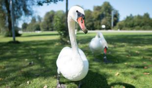 Ptičja gripa na pohodu: potrdili so jo pri labodu v Piranu