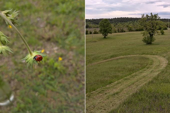 Če se avtomatsko iskanje ostrine odloči ostriti tisto, kar želimo sami, lahko z Nokio 9 delamo tudi zadovoljive makroposnetke. Na desni je fotografija, posneta z dvakratno povečavo. Gre za digitalni zum, kakovost slike pa je drastično upadla. | Foto: Peter Susič