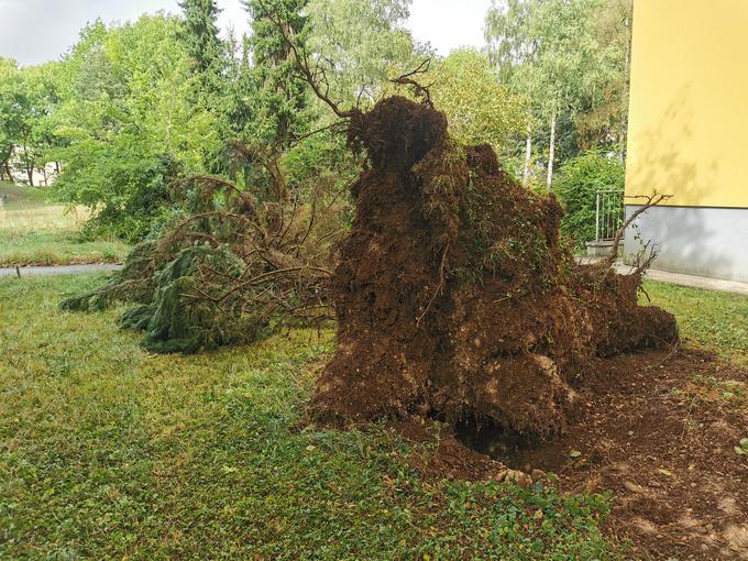 Bežigrad izruvano drevo | Foto: Bralka