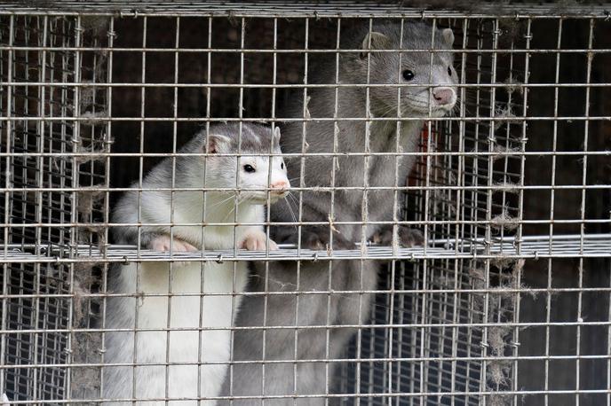 kuna, Danska, krzno, farme | Mutacije novega koronavirusa, ta se je z minkov prenesel na ljudi, so potrdili že v šestih državah na svetu. | Foto Reuters