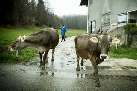 Kmetija Klančar Marjan Anita Pivk mlečni izdelki mleko krava kmetija Zadlog Črni vrh pri Idriji