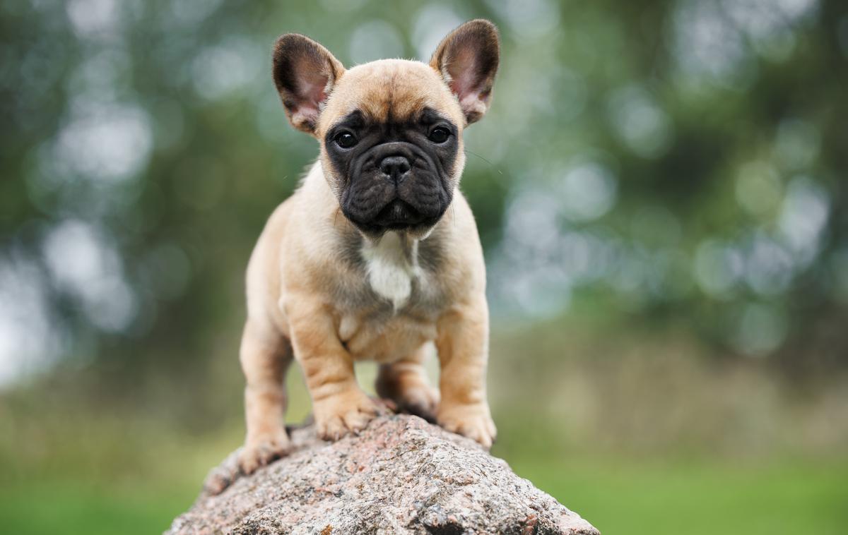 Francoski buldog | Foto Shutterstock