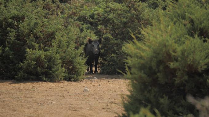 Preživetje v divjini | Foto: Blaž Ocvirk, Slabescene