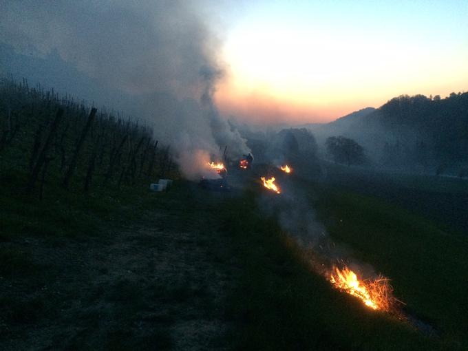 Kurjenje v vinogradu | Foto: 