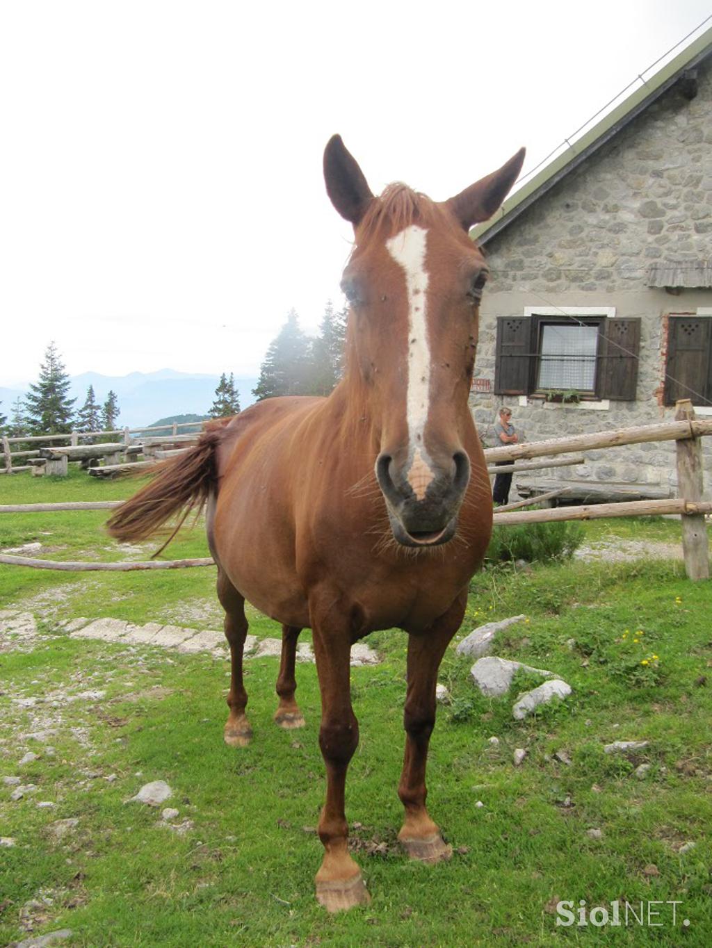 Šija