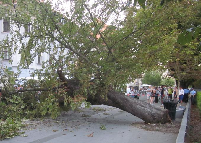 Na Bregu ob Ljubljanici se je drevo zrušilo 21. avgusta leta 2017. | Foto: 