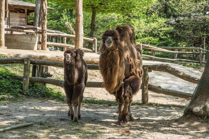 Kamela Zaya | Foto: ZOO Ljubljana