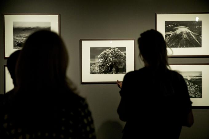 Fotografije Sebastiaa Salgada so poziv k temu, da vidimo, kar gledamo, in da ob tem, ko vidimo, tudi ukrepamo. Je klic k dejanjem, v tem primeru usmerjenim k ohranjanju in zaščiti okolja. | Foto: 