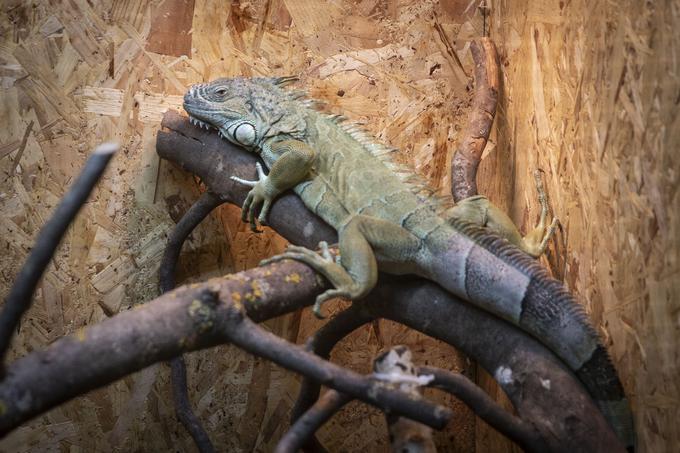 Razstava eksotičnih živali BIOEXO. Kača, pajek, kuščar | Foto: Bojan Puhek