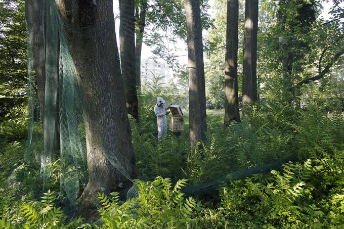 Projekt Simbiocen: čebelji panji iz lesa velikega pajesena, BIO 22, Muzej za arhitekturo in oblikovanje. | Foto: Nataša Košmerl