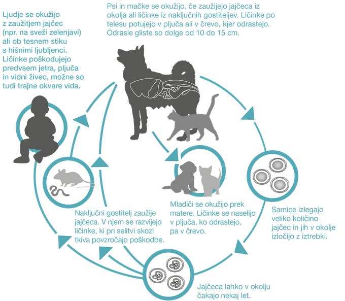 Razvojni krog glist | Foto: 