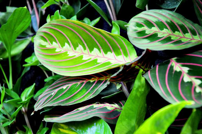 maranta | Foto Pixabay