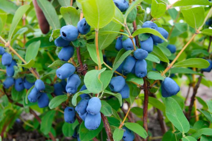 Sibirska borovnica je zelo prilagodljiva rastlina. | Foto: Shutterstock