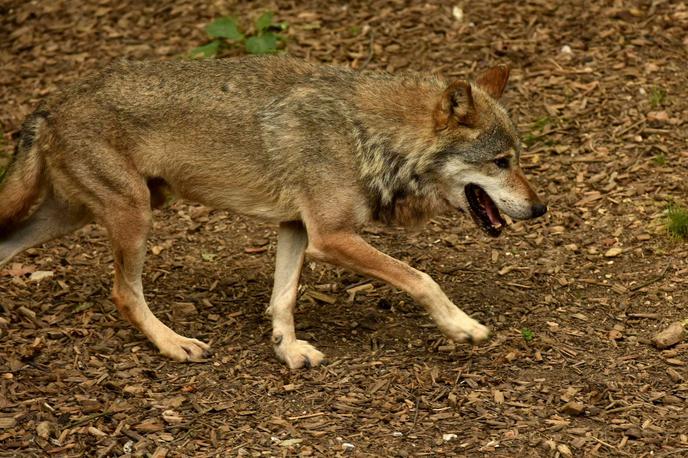 Volk, ZOO Ljubljana | Volk je davi na Bledu pomoril sedem glav drobnice, so sporočili s Civilne iniciative 71.  | Foto Tamino Petelinšek/STA