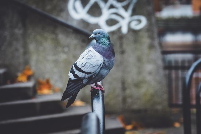 Policija je njegovo vedenje označila za zelo zlonamerno za poklicnega voznika, nato pa se je odločila za aretacijo. | Foto: Shutterstock