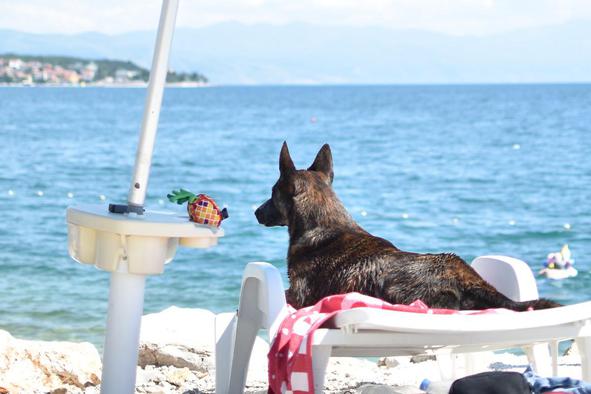 V Portorožu odpirajo pasjo plažo, na voljo tudi pivo za pse