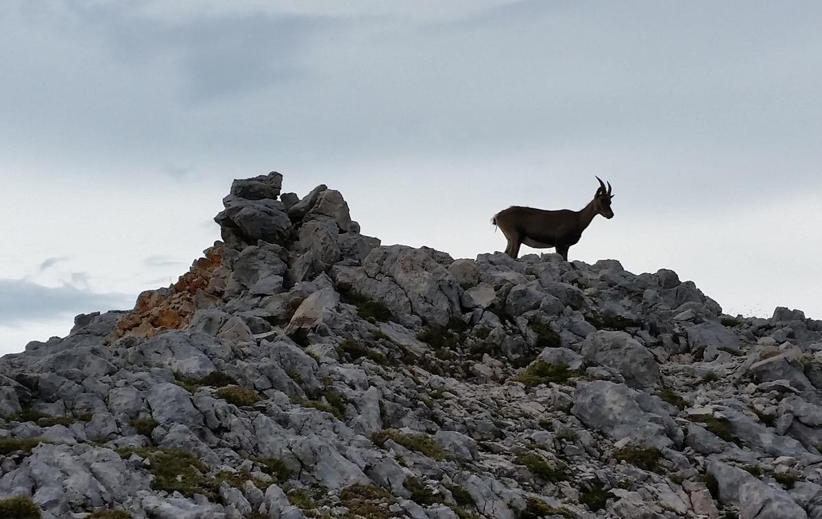 kozorog | Samec Perun in samica Maja sta dobila telemetrični ovratnici, na podlagi katerih ju bo mogoče spremljati eno leto. | Foto STA