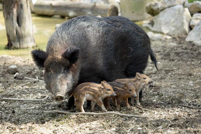 divja svinja | Foto ZOO Ljubljana