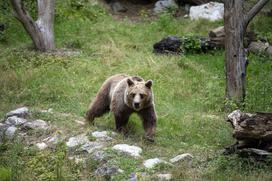 Živali v ljubljanskem živalskem vrtu se hladijo s sladoledom