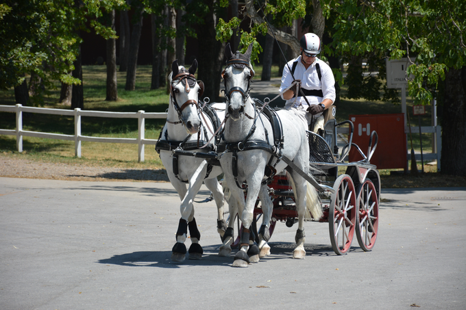 Kobilarna Lipica | Foto: Andreja Lončar