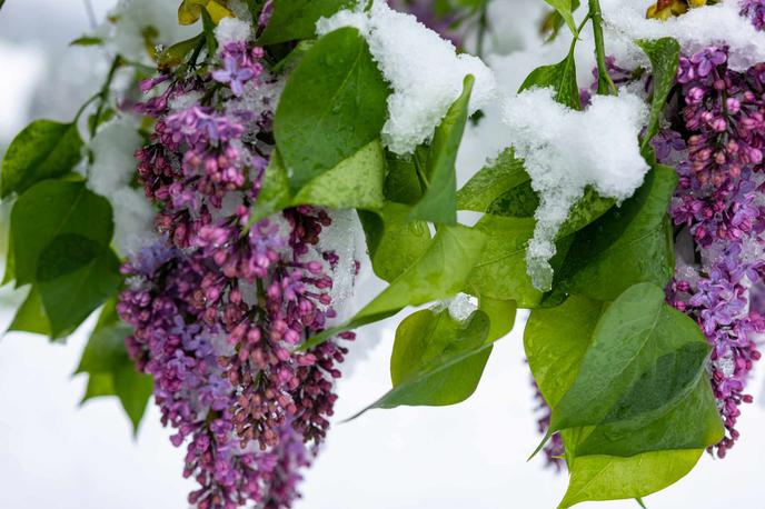 pozeba cvetovi | Rastline so v rekordno toplih razmerah v preteklih tednih dosegle tako stopnjo razvoja, da bi lahko posledice pustile že temperature malo pod ničlo. | Foto Tim Grešak/Meteoinfo Slovenija