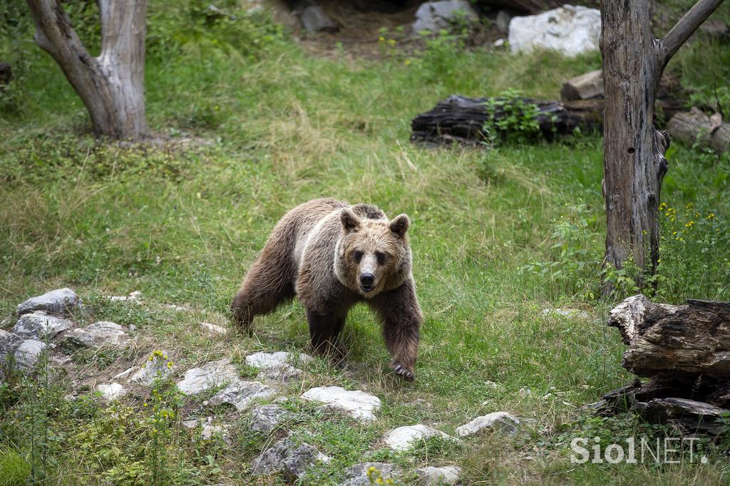 Živali v ljubljanskem živalskem vrtu se hladijo s sladoledom