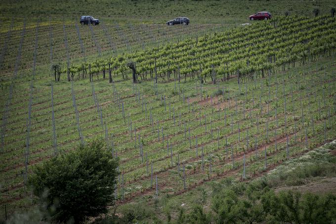 Monte Rosso, Istra | Foto: Ana Kovač