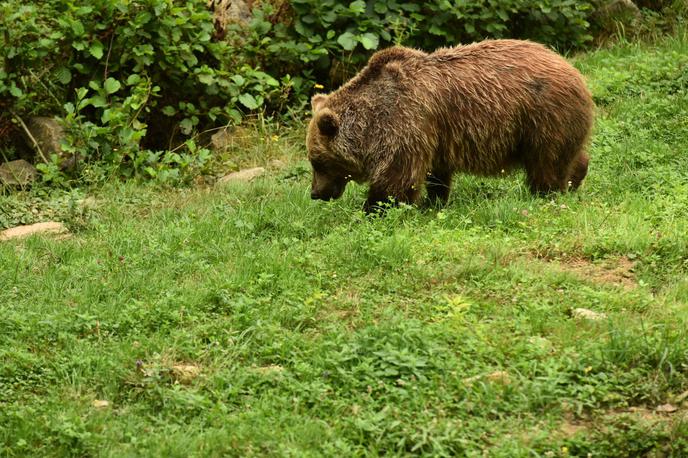 rjavi medved | Deželne oblasti so sprva odobrile odstrel medvedke, a je deželno upravno sodišče v Trentu kasneje ugodilo pritožbi združenj za zaščito živali. | Foto STA