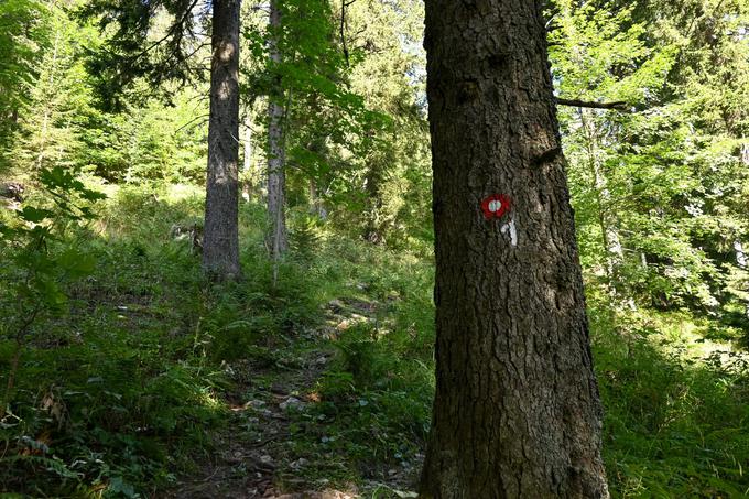 Zgornja tretjina vzpona poteka po SPP, pešpoti številka 1. | Foto: Matej Podgoršek