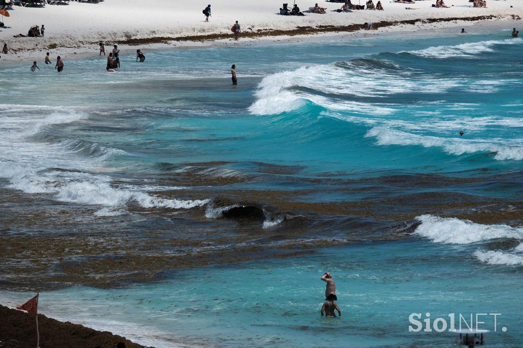 Cancun alge