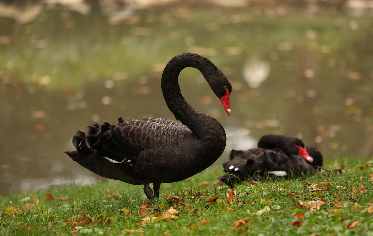 labodi | Foto ZOO Ljubljana