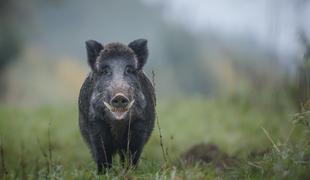 Upokojenec na parkirišču pred trgovino zaklal merjasca