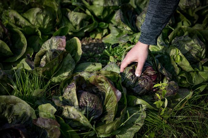 Poleg glavnega pridelka, jagod, pridelujejo še maline, stročji fižol, rdečo papriko in radič. 
 | Foto: Ana Kovač