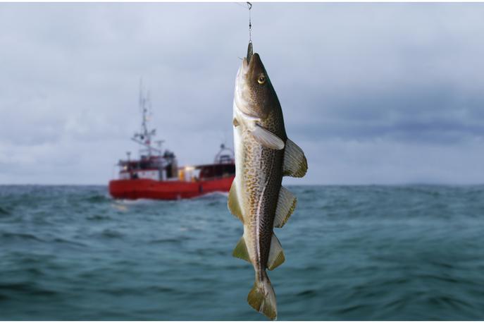 ribolov, ribe | Danes je svetovni dan oceanov, ki je hkrati dan, ko je treba opozoriti na to, da moramo misliti tudi na morja našega sveta, ki postajajo vse bolj izropana. | Foto Getty Images