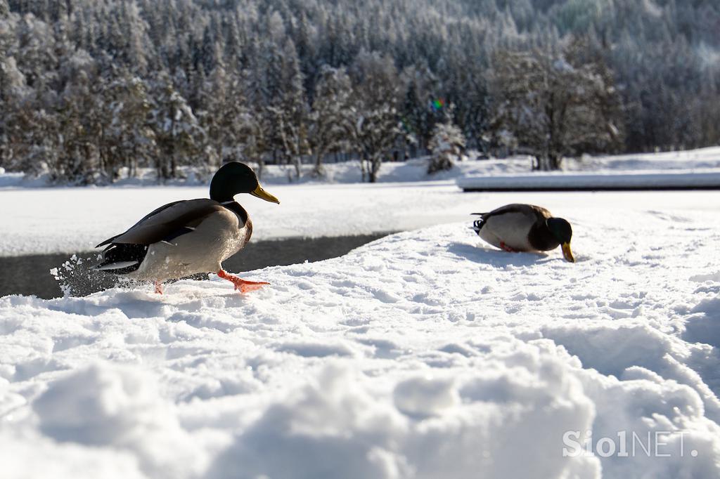 Kranjska Gora smučanje