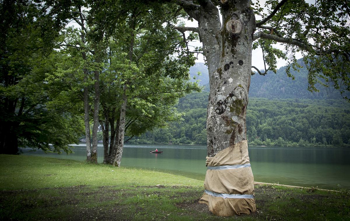 Bukev Bohinj | Foto Ana Kovač