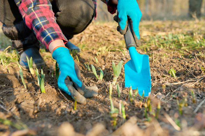 vrt, vrtnarjenje | Foto Shutterstock