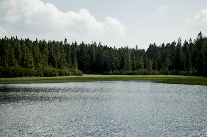 Za gradnjo vetrnic bi bil potreben posek gozda, pohorske ceste bi bilo treba razširiti, ugotavlja civilna pobuda. | Foto: Ana Kovač