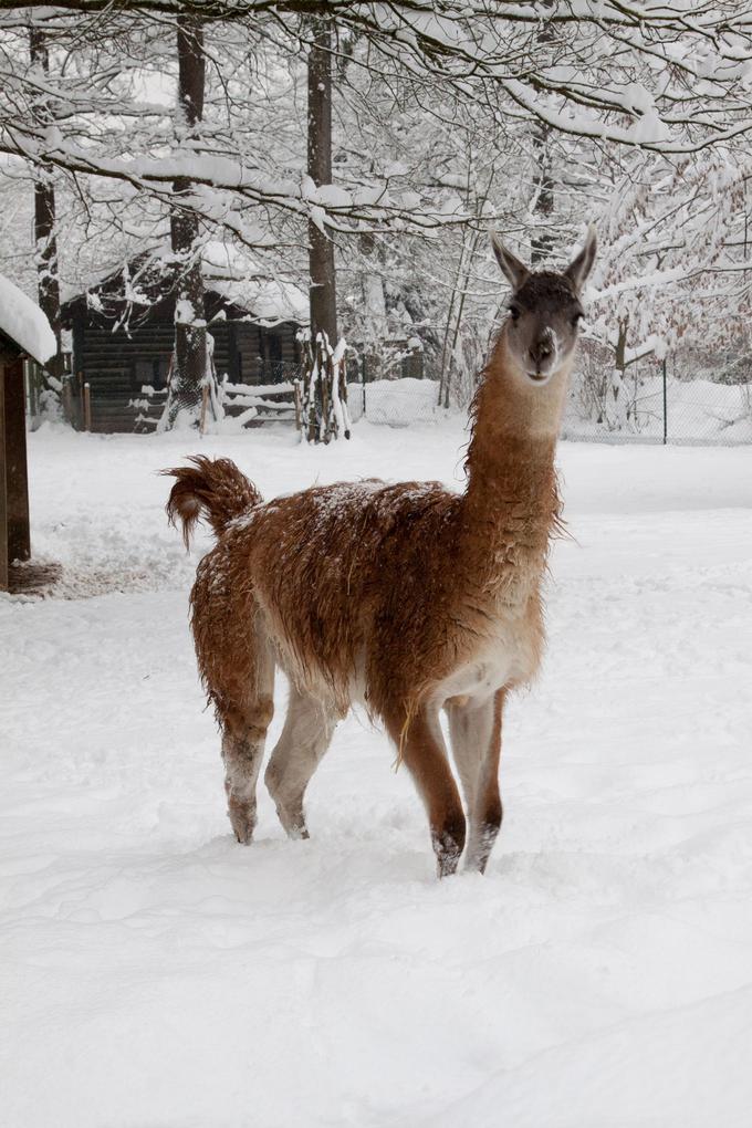 živali | Foto: ZOO Ljubljana