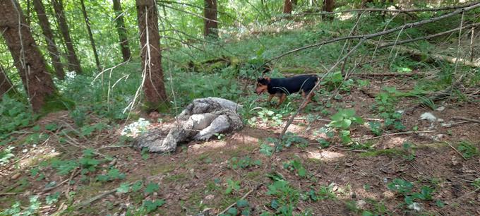 Kot da bi pes Odi, ki ni bil naš, vedel, da gremo do Velikih Blok. Skoraj 15 kilometrov je hodil z nami. | Foto: 